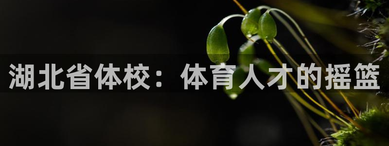 3377体育官方正版app集团官网首页网址：湖北省体